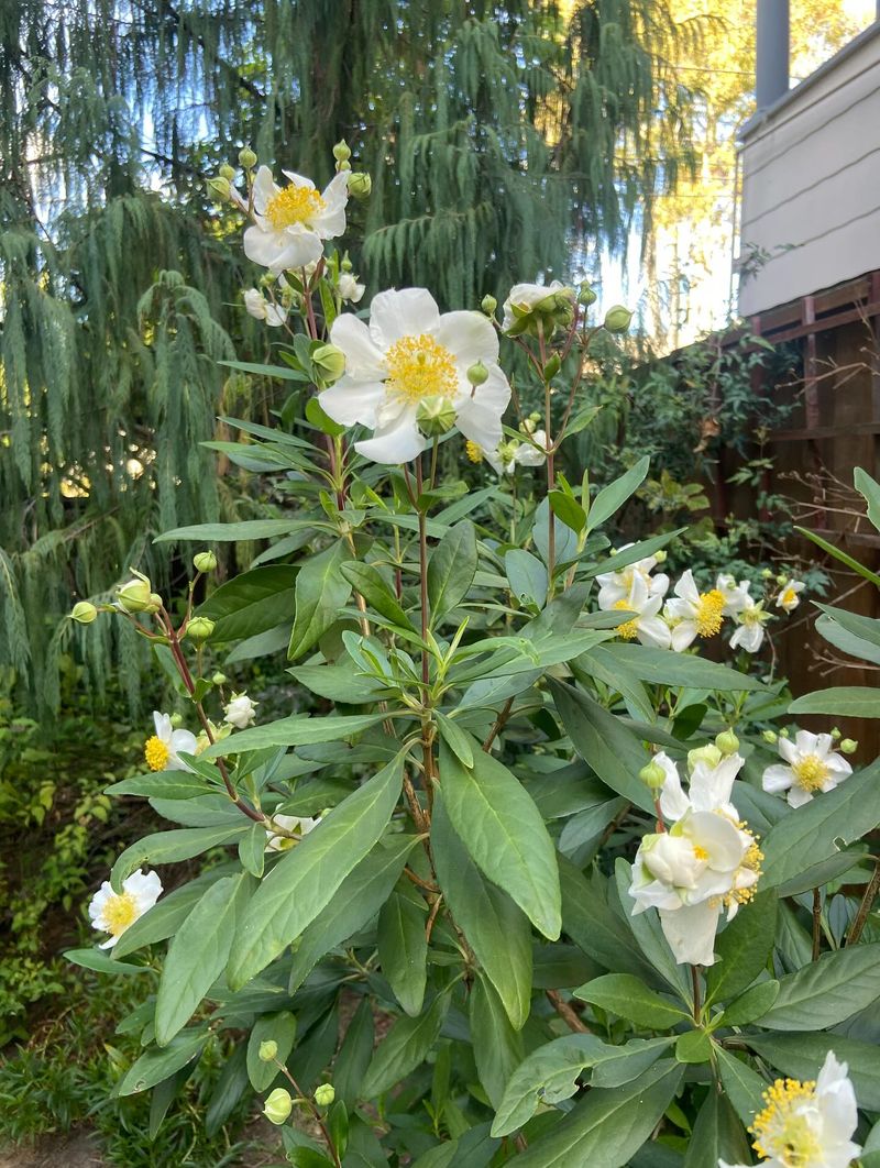 Plant Bush Anemone In Light Shade
