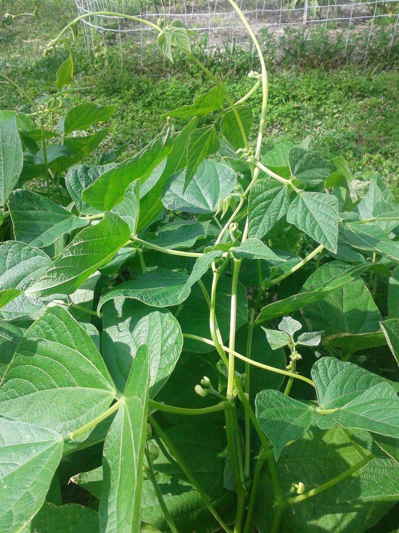 Plant Bush Beans In North And Central Florida