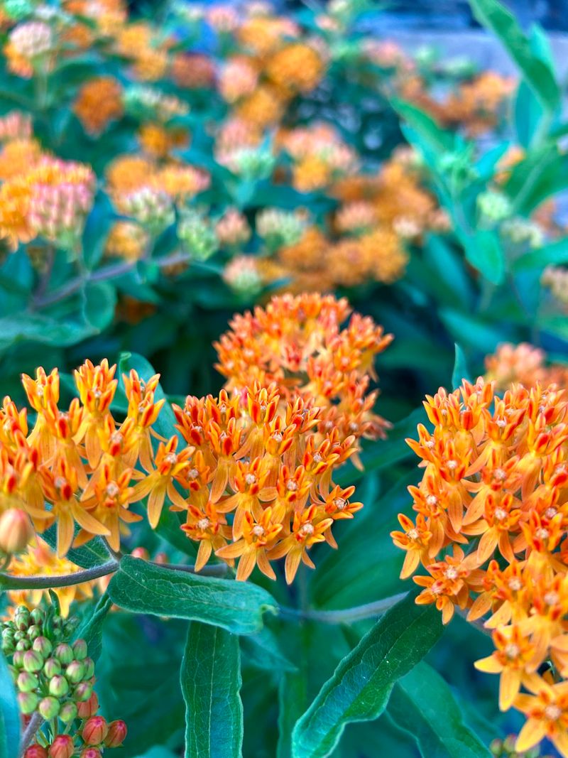 Plant Butterfly Weed Beside Hot Pavement Plant Butterfly Weed Beside Hot Pavement
