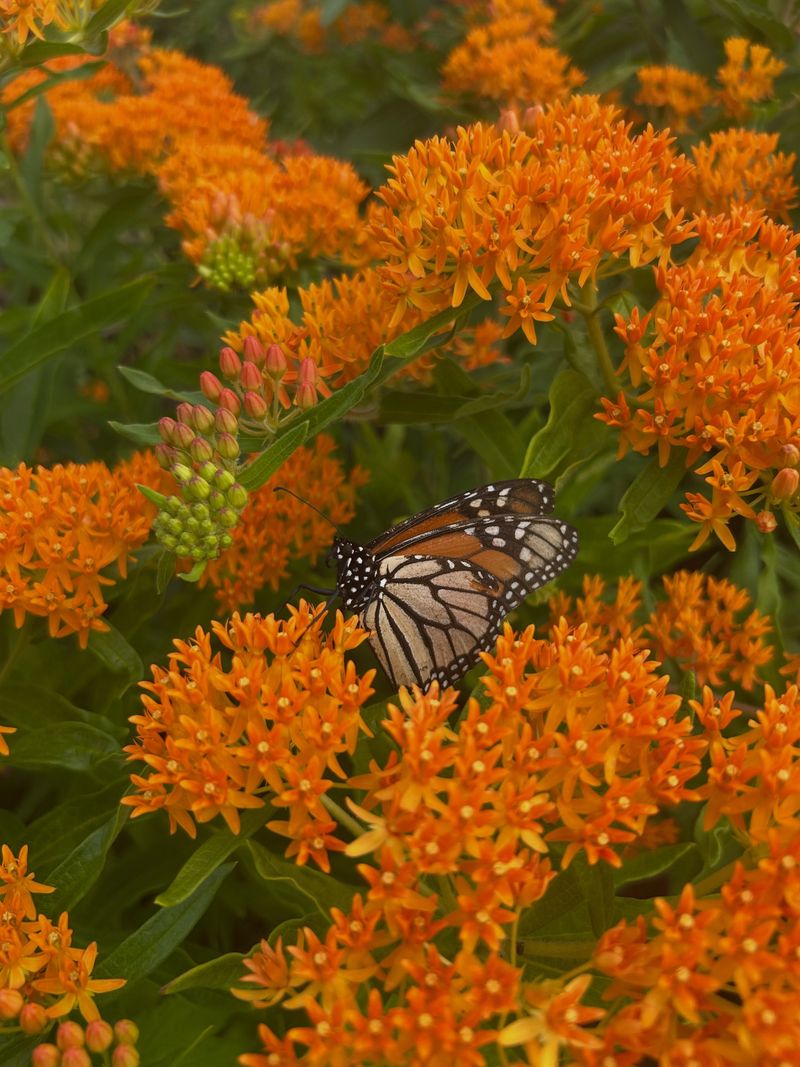 Plant Butterfly Weed For Dry Sunny Ground Plant Butterfly Weed For Dry Sunny Ground