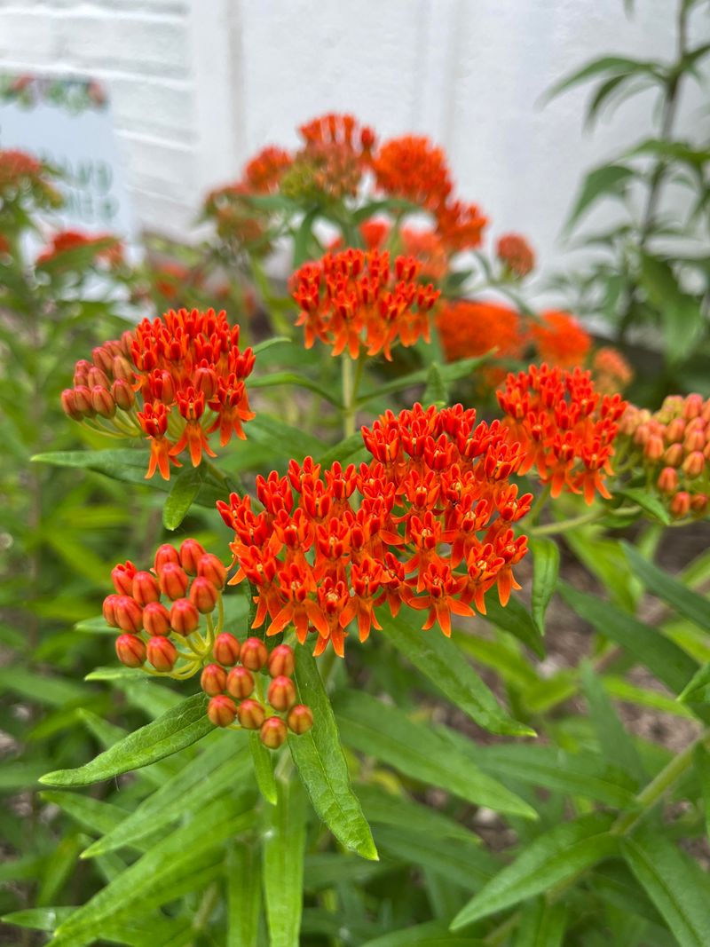 Plant Butterfly Weed In Lean Soil