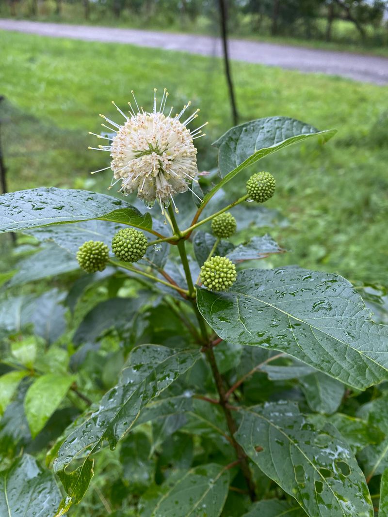 Plant Buttonbush Beside Larger Ponds Plant Buttonbush Beside Larger Ponds