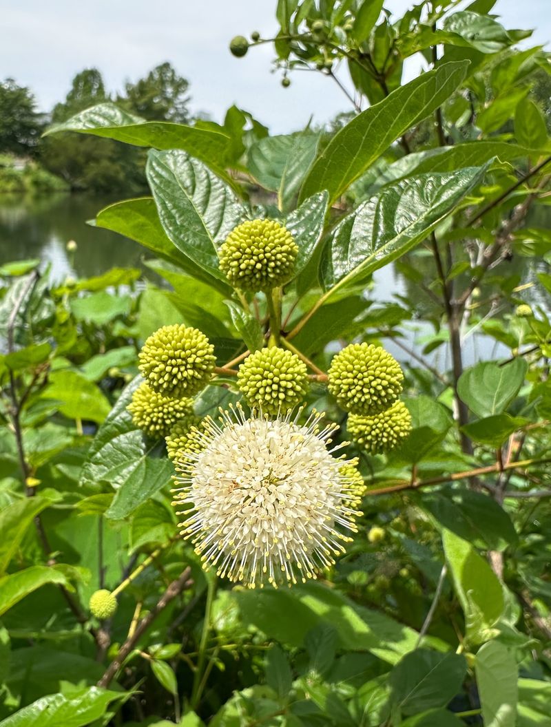 Plant Buttonbush For Perches Above The Pond