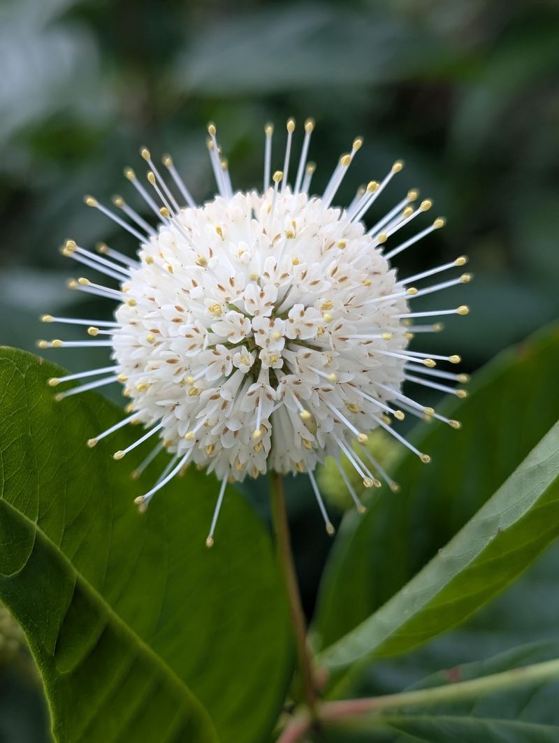 Plant Buttonbush In Wetter Ground