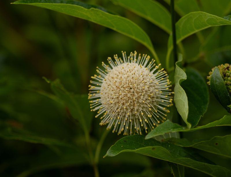 Plant Buttonbush To Support Local Pollinators Plant Buttonbush To Support Local Pollinators