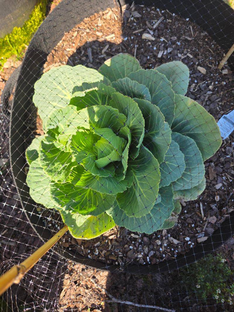 Plant Cabbage For A Fall Run