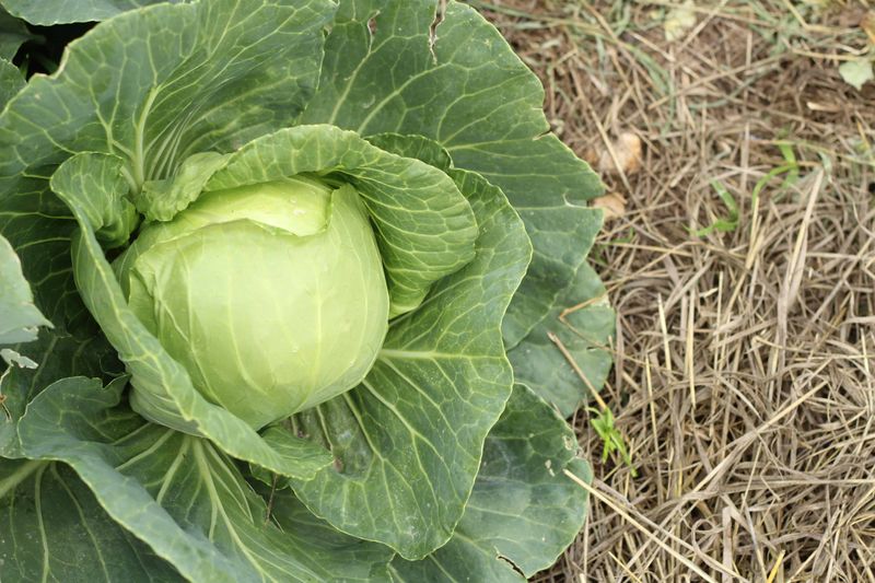 Plant Cabbage For Cool Weather Heads Plant Cabbage For Cool Weather Heads