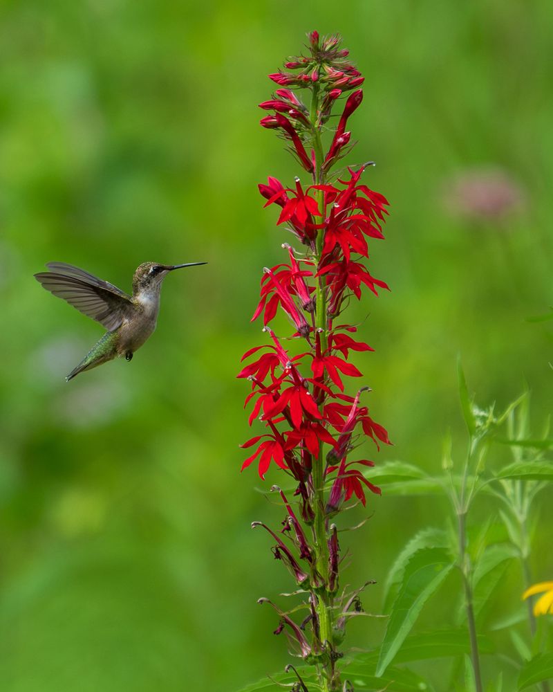 Plant Cardinal Flower Beside Splashy Water Plant Cardinal Flower Beside Splashy Water