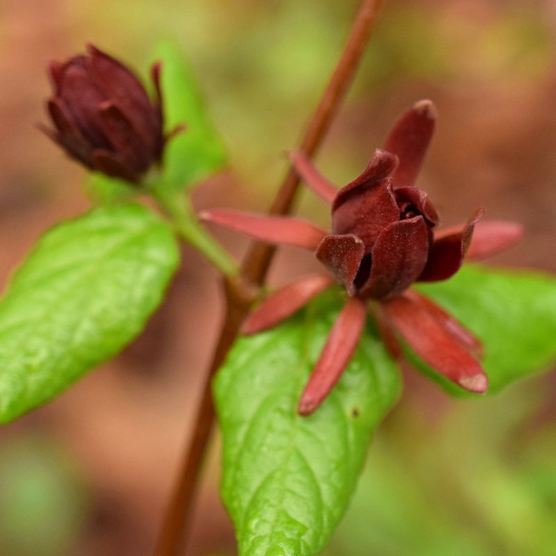 Plant Carolina Allspice For A Taller Screen