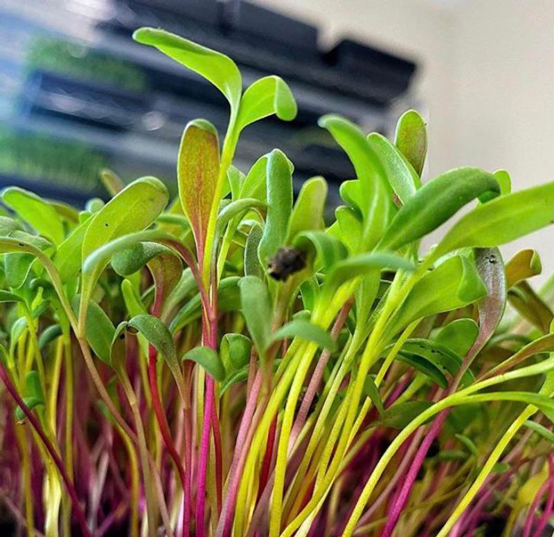 Plant Chard For Late Season Leaves Plant Chard For Late Season Leaves