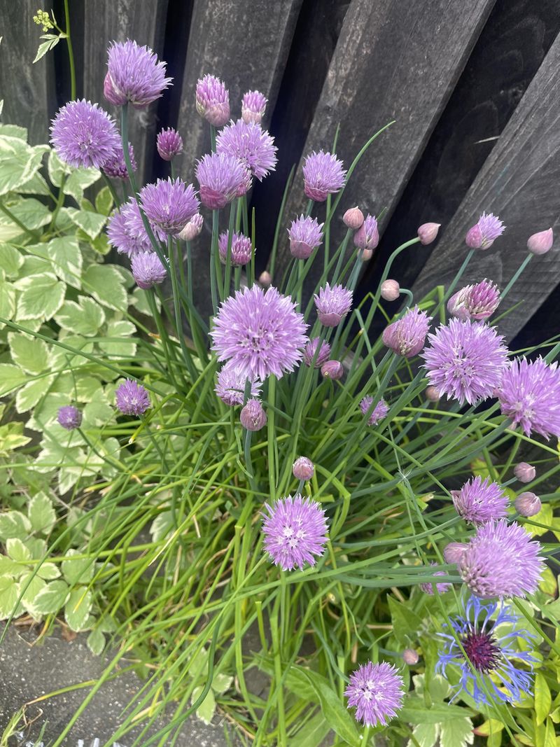 Plant Choice Can Lower The Buffet Effect