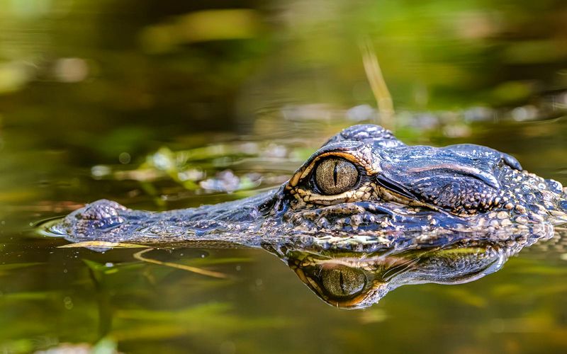 Plant Choice Is Only One Piece Of The Alligator Puzzle