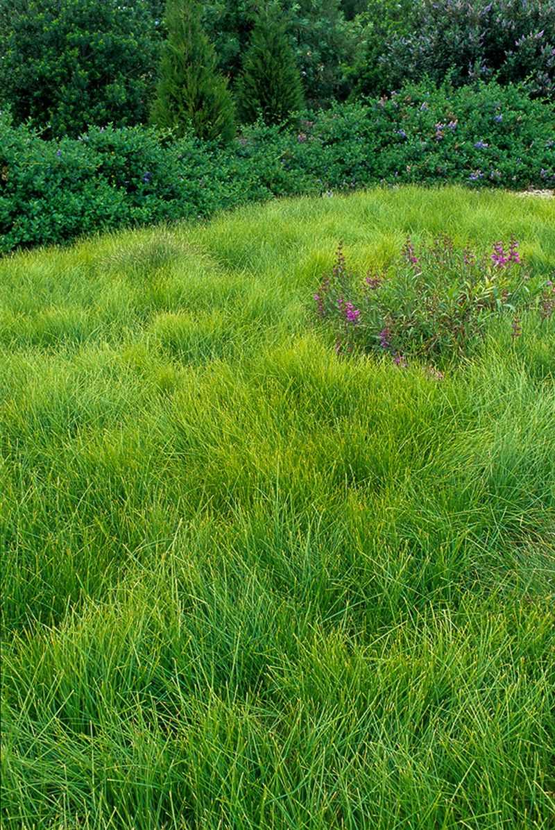 Plant Clustered Field Sedge For Tough Paw Traffic