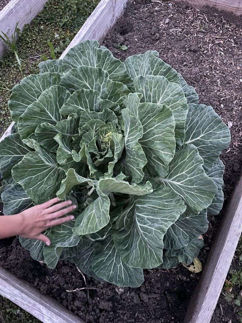 Plant Collards For Fall Leaves