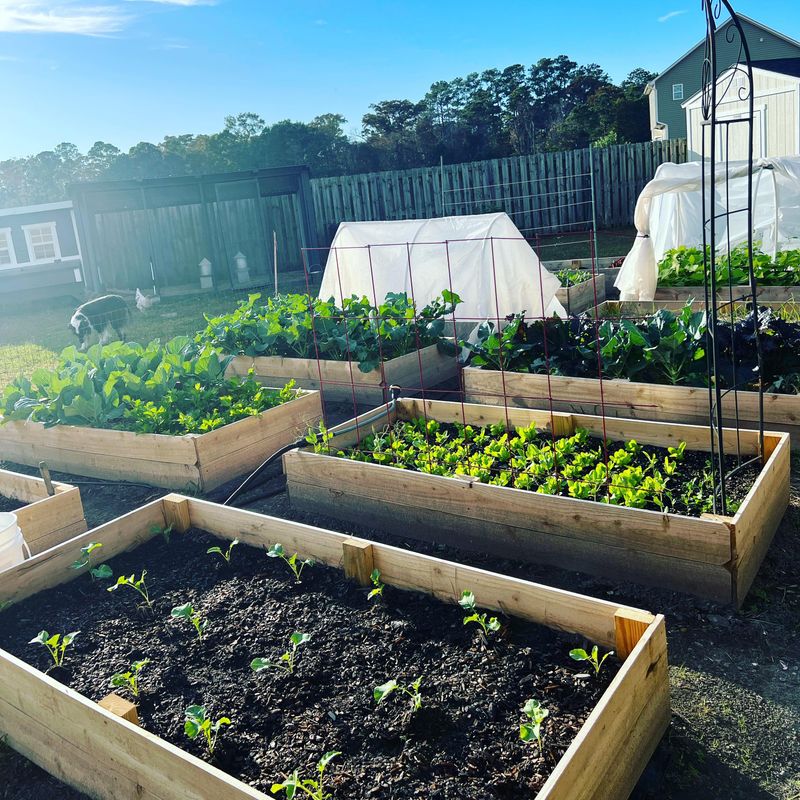 Plant Cool-Season Greens For A Fall Harvest