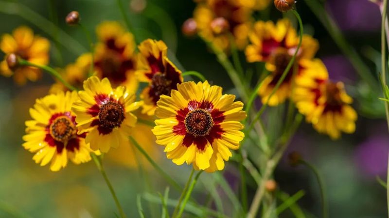 Plant Coreopsis Along The Sunny Edge Plant Coreopsis Along The Sunny Edge