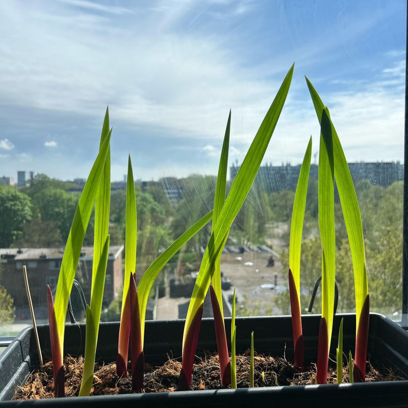 Plant Corms At Proper Depth Plant Corms At Proper Depth