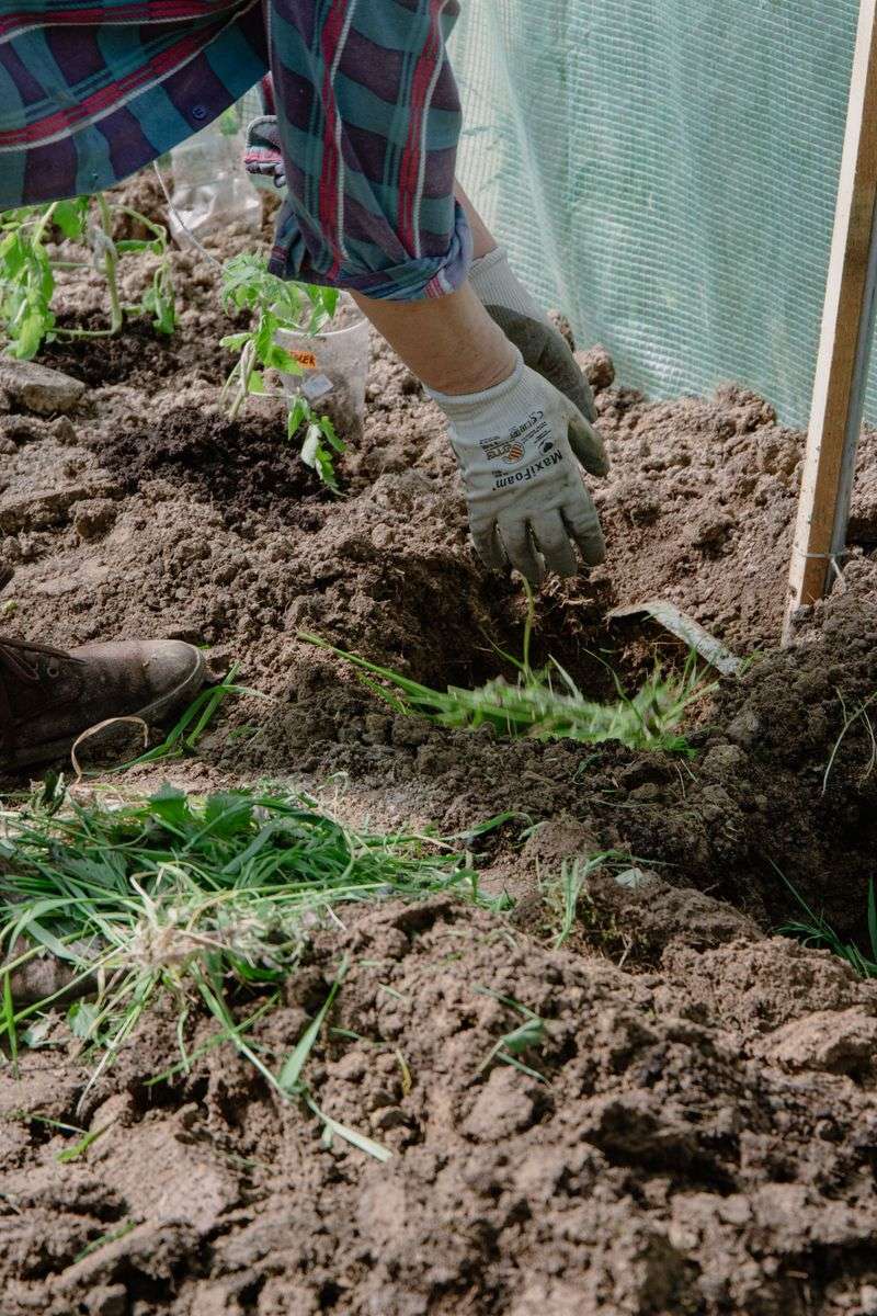 Plant Corms Four To Six Inches Deep Plant Corms Four To Six Inches Deep