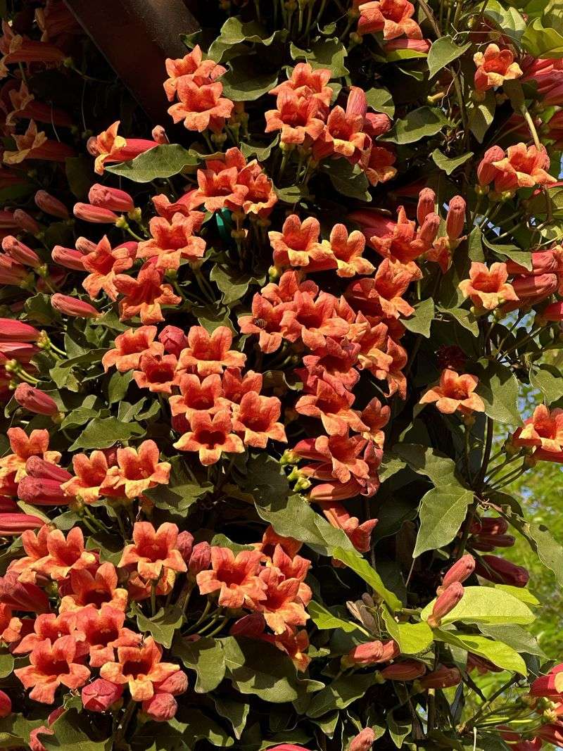 Plant Crossvine Instead Of Asian Wisteria