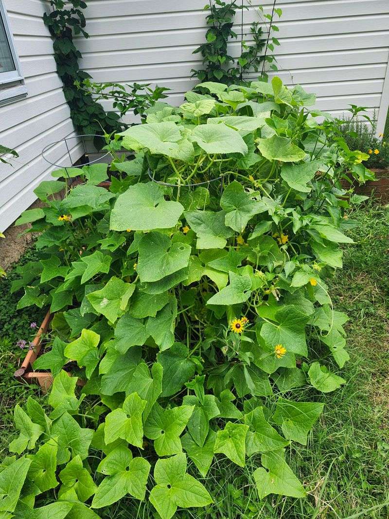 Plant Cucumbers Before August Ends Plant Cucumbers Before August Ends