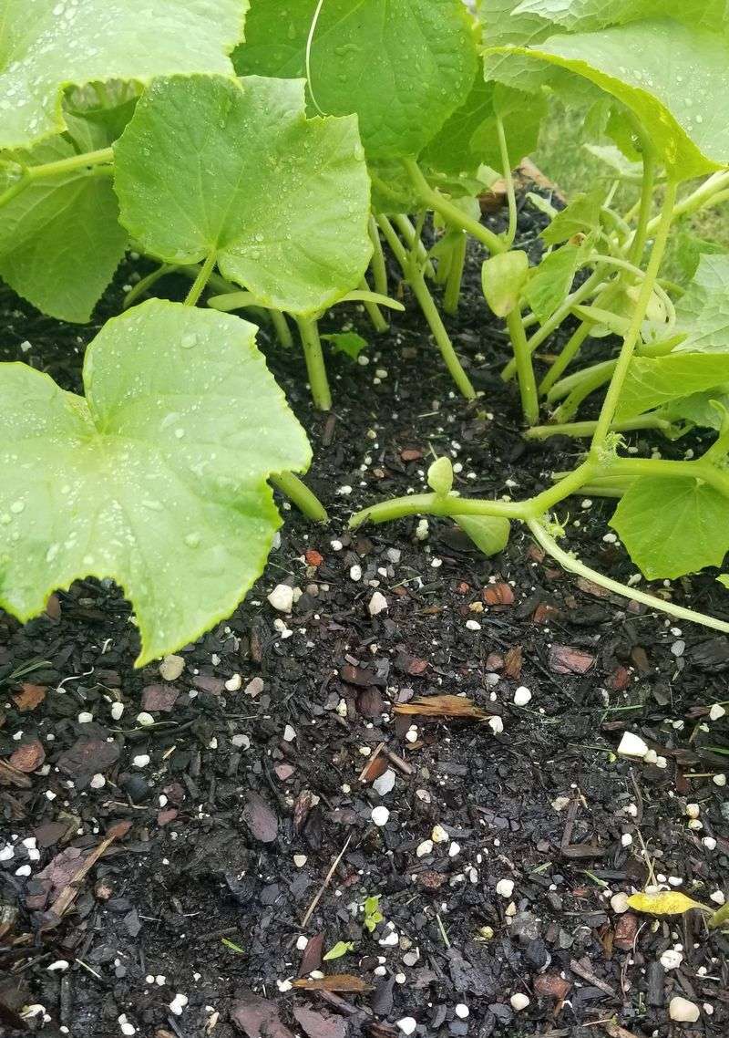 Plant Cucumbers While August Stays Open Plant Cucumbers While August Stays Open