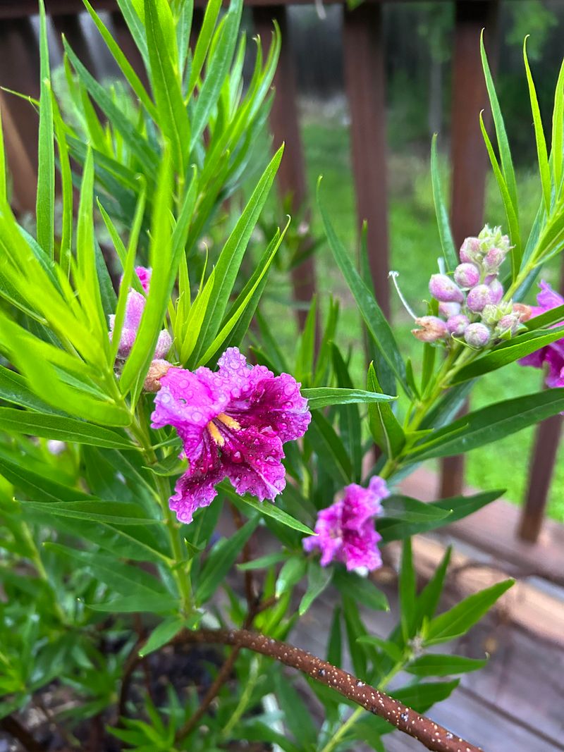 Plant Desert Willow For Filtered Shade Plant Desert Willow For Filtered Shade