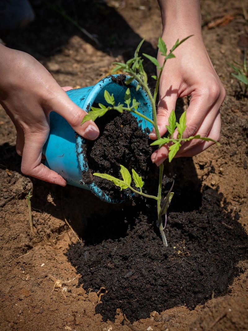 Plant Directly Into The Finished Mound Plant Directly Into The Finished Mound