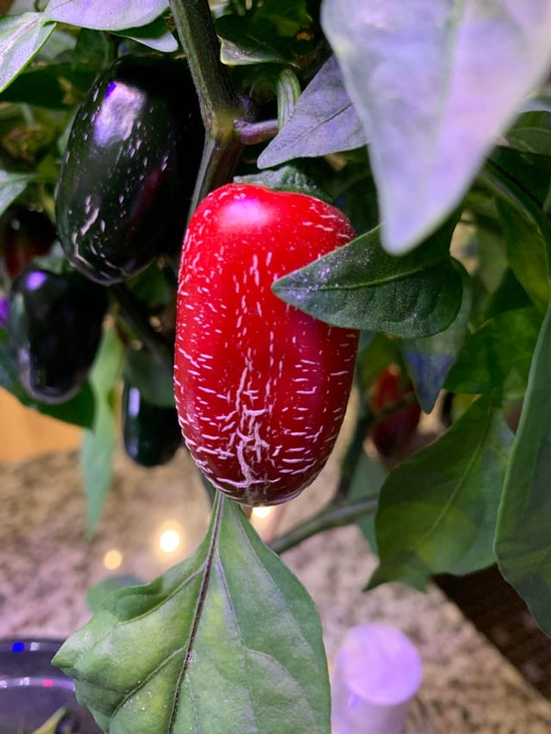 Plant Early Jalapeno For A Hot Crop Plant Early Jalapeno For A Hot Crop
