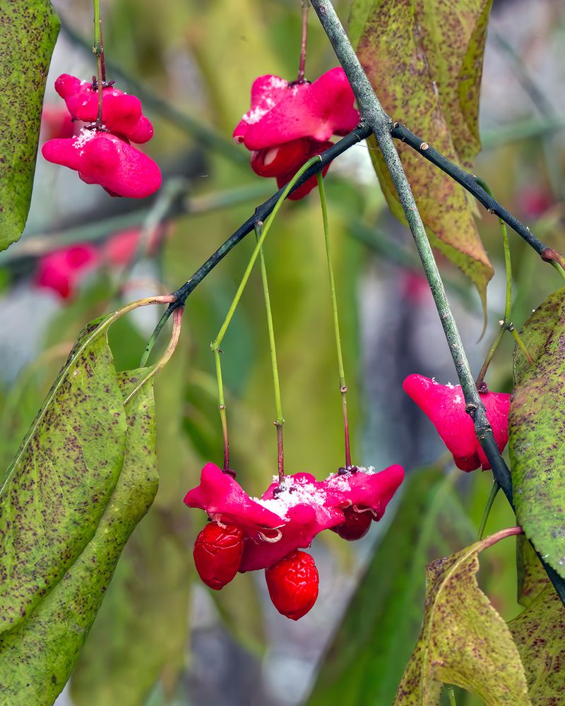 Plant Eastern Wahoo For Brilliant Fall Color