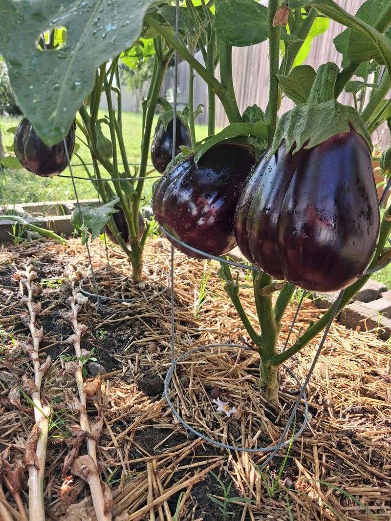 Plant Eggplant In Central And South Florida