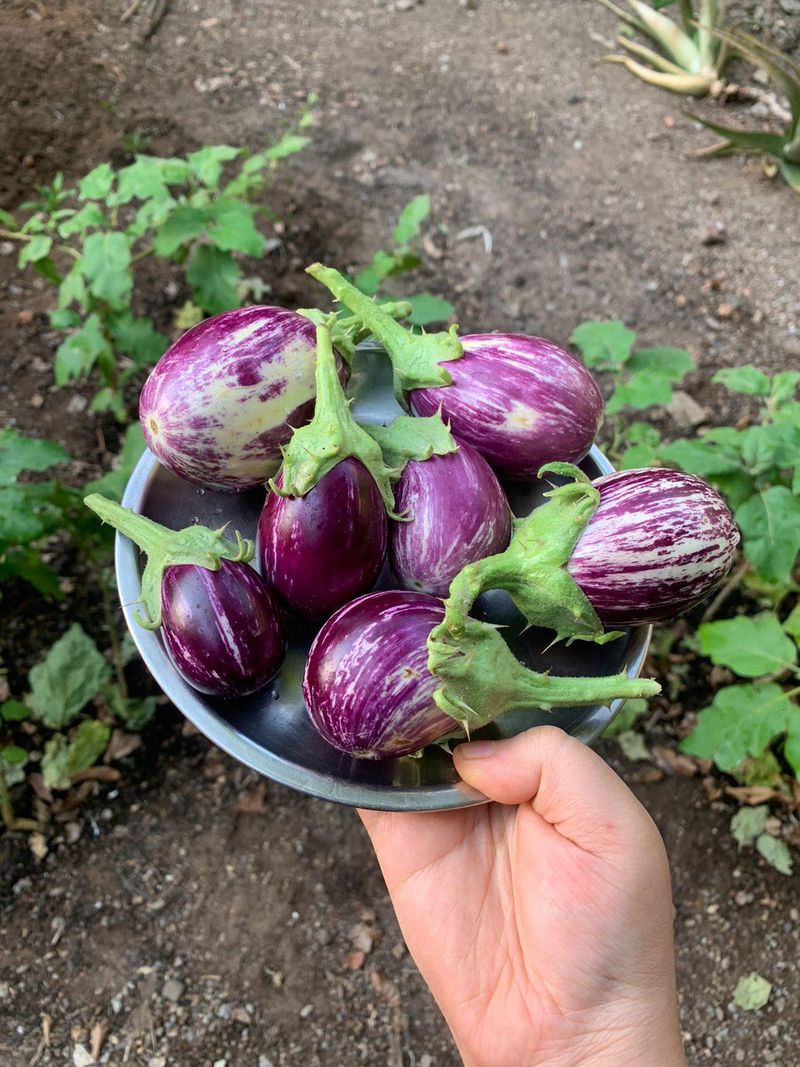 Plant Eggplant Where August Still Fits