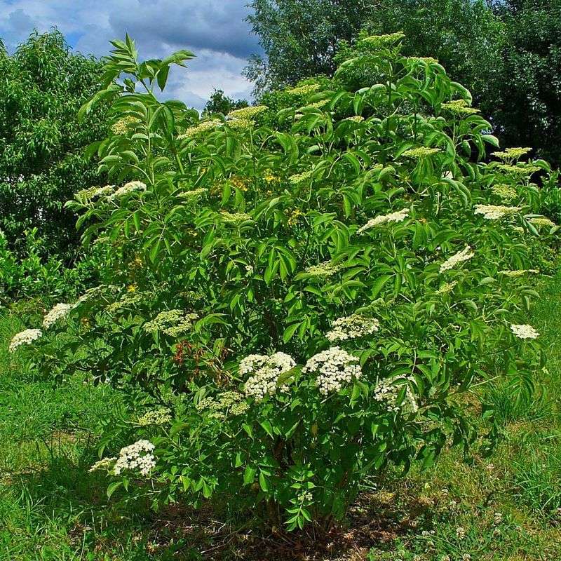 Plant Elderberry For Fast Summer Privacy