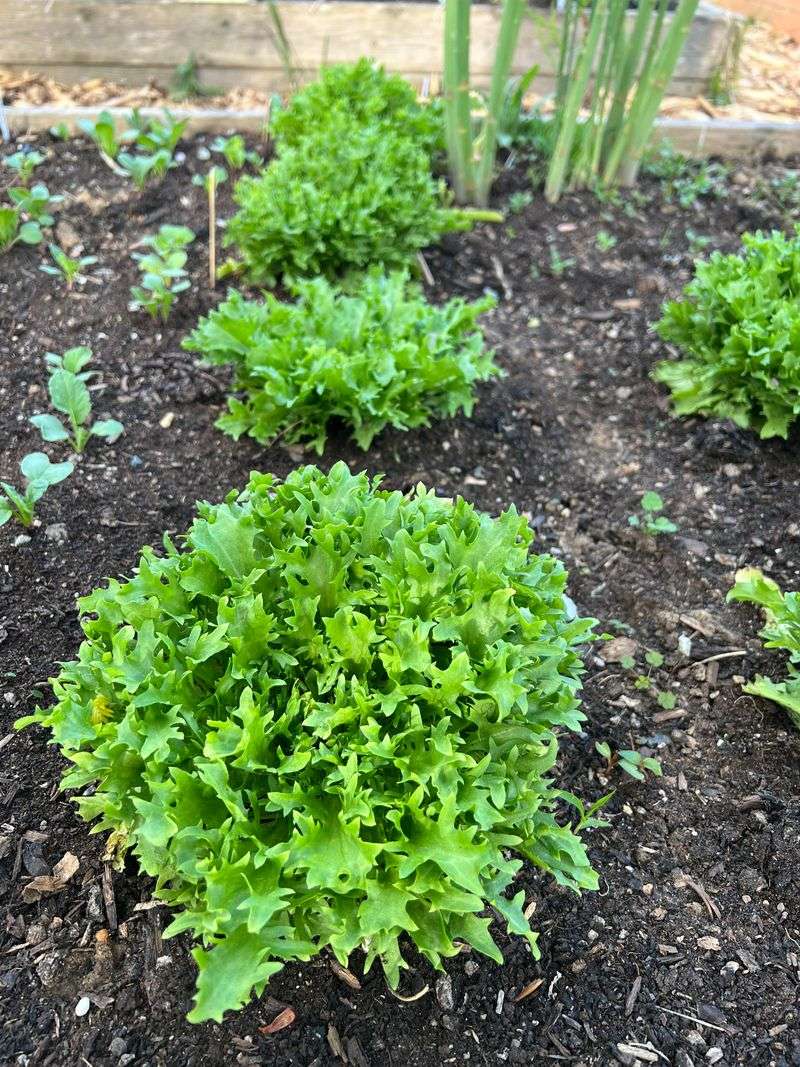 Plant Endive Across Central Florida Plant Endive Across Central Florida