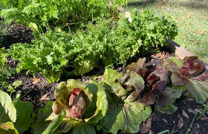 Plant Escarole Before Summer Fades Plant Escarole Before Summer Fades