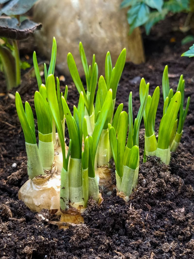 Plant Fall Bulbs For Spring Color