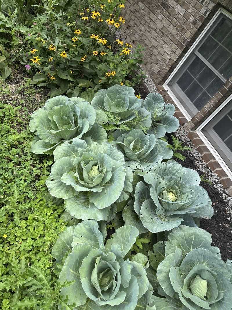 Plant Fall Cabbage While August Is Open