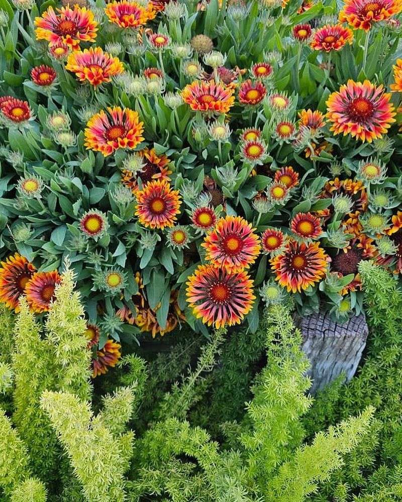 Plant Gaillardia For Heat Ready Color
