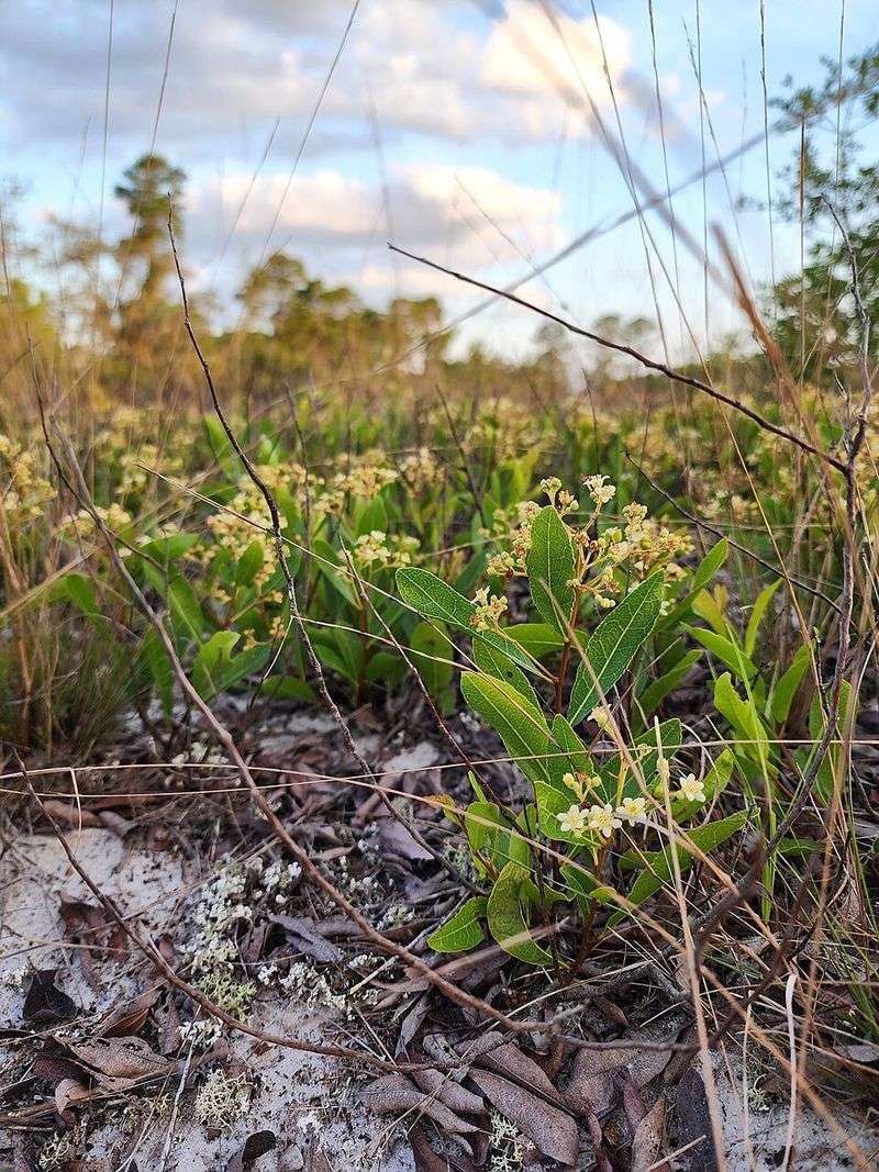Plant Gopher Apple Where Sandy Soil Stays Lean Plant Gopher Apple Where Sandy Soil Stays Lean