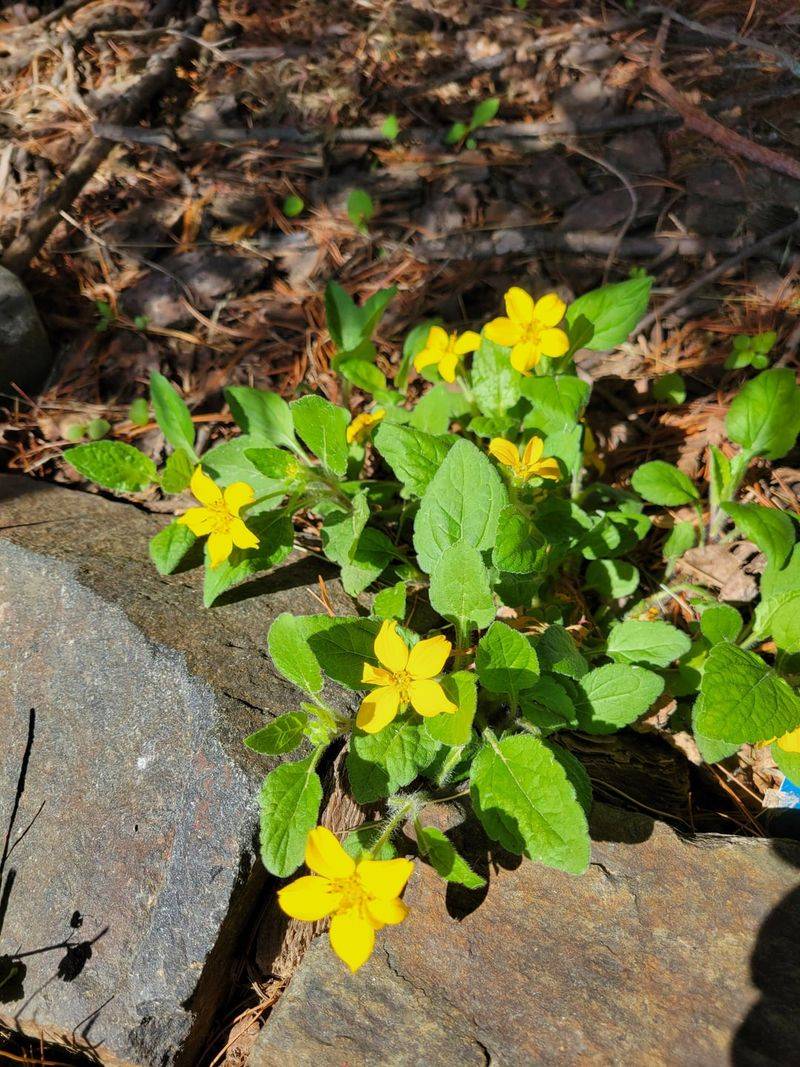 Plant Green And Gold For A Flowering Mat