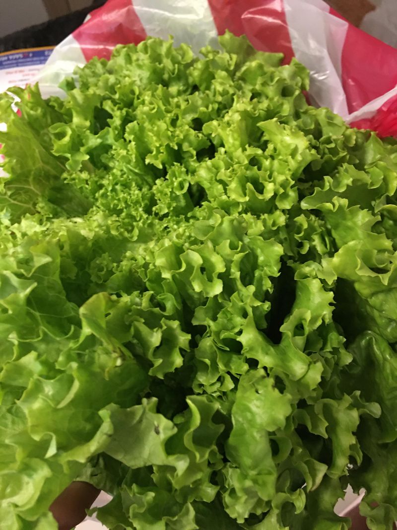 Plant Green Ice For Crisp Leaf Harvests Plant Green Ice For Crisp Leaf Harvests