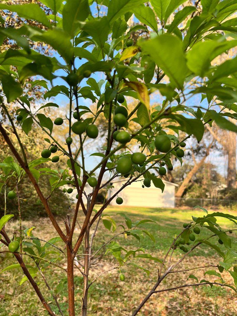 Plant In A Spot With Full Sun