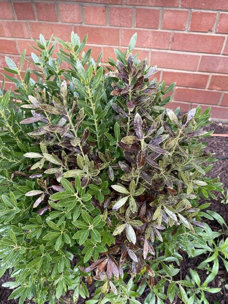 Plant Inkberry For An Evergreen Fence Line