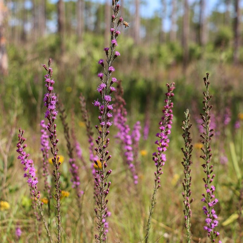Plant It In Dry Sandy Soil