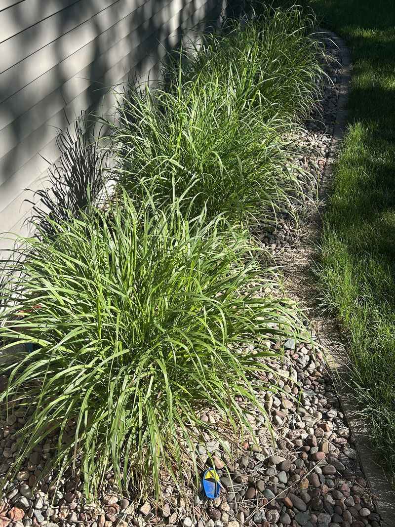 Plant It In Full Sun For Stronger Stems Plant It In Full Sun For Stronger Stems