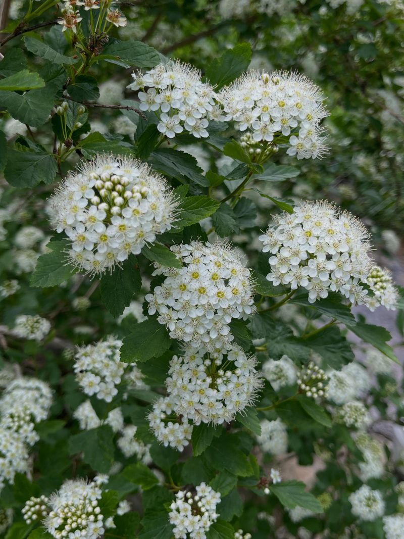 Plant It In Sun Or Part Shade