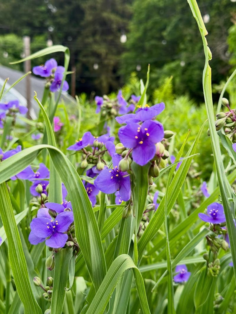 Plant It Native Plant It Native