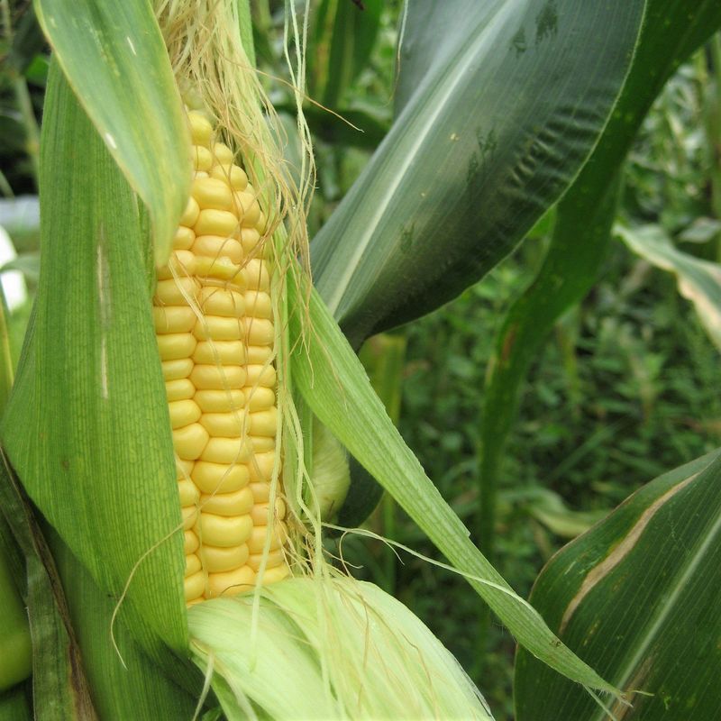 Plant It Near The Corn