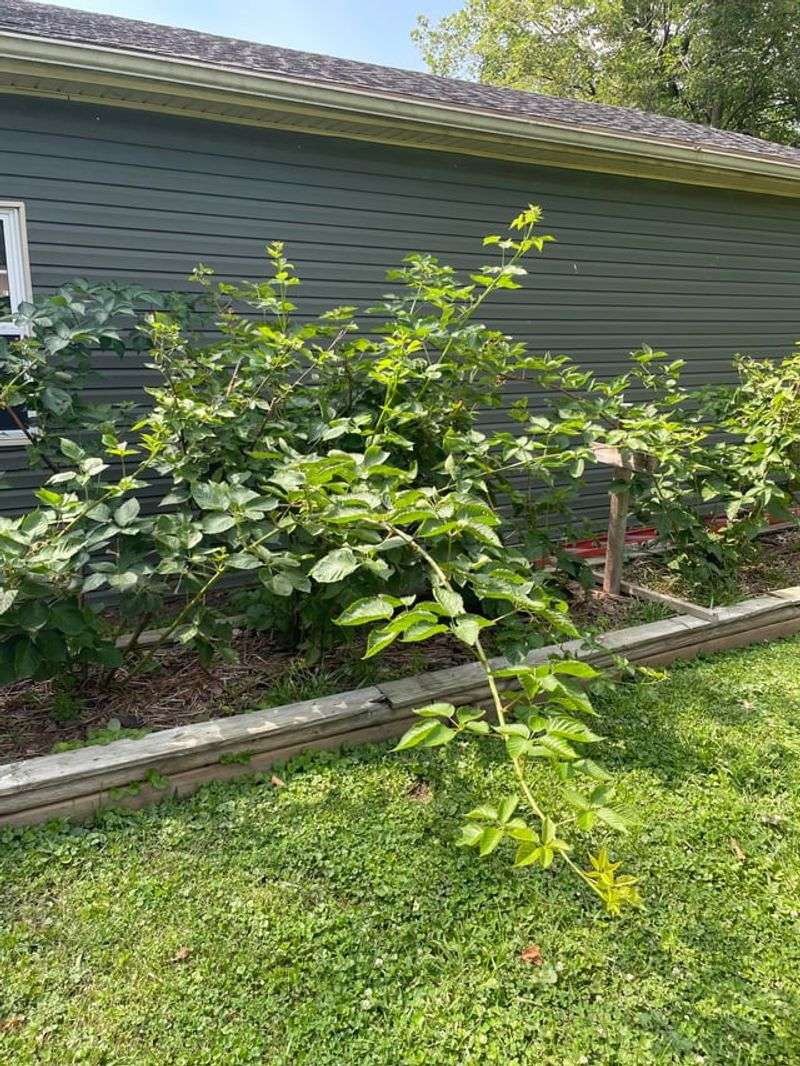 Plant It Once, Enjoy Years Of Fruit Plant It Once, Enjoy Years Of Fruit
