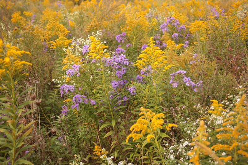 Plant Late Blooming Flowers For Forage
