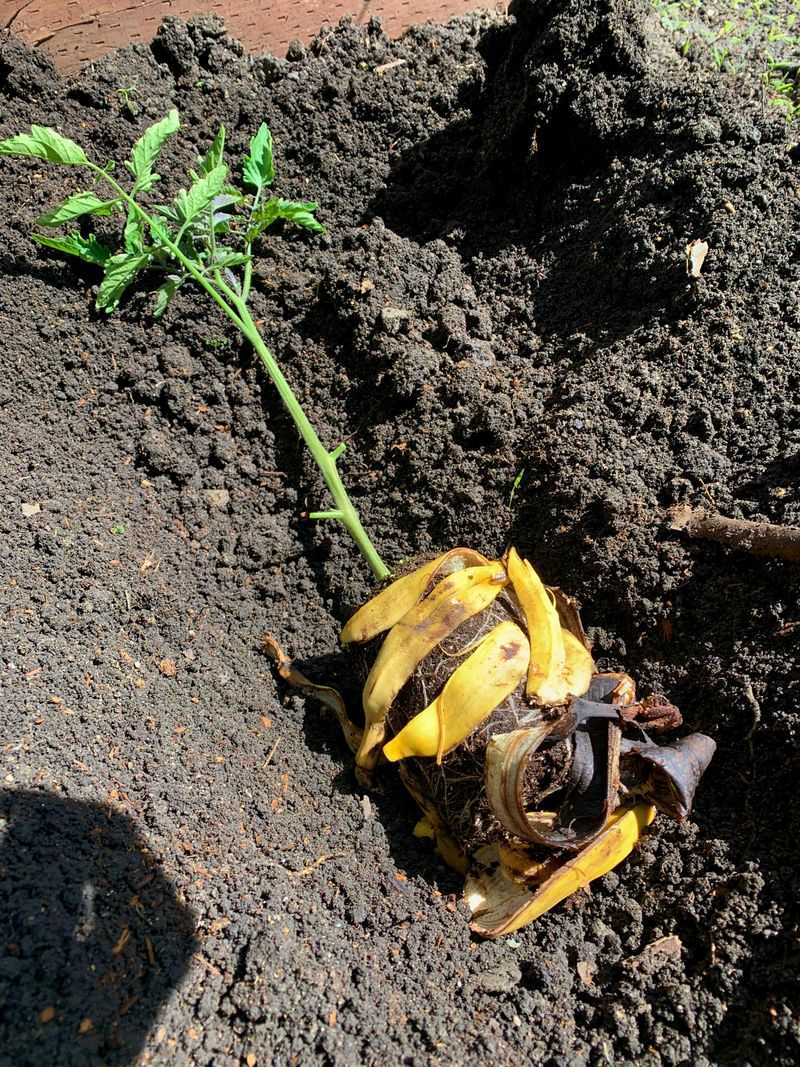 Plant Late In The Day During Hot Weather